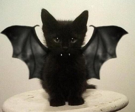 Bat Cat Pet Cosplay