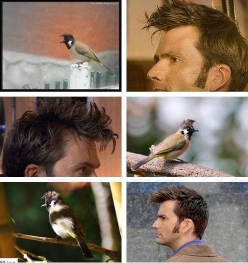 Doctor Who Bird